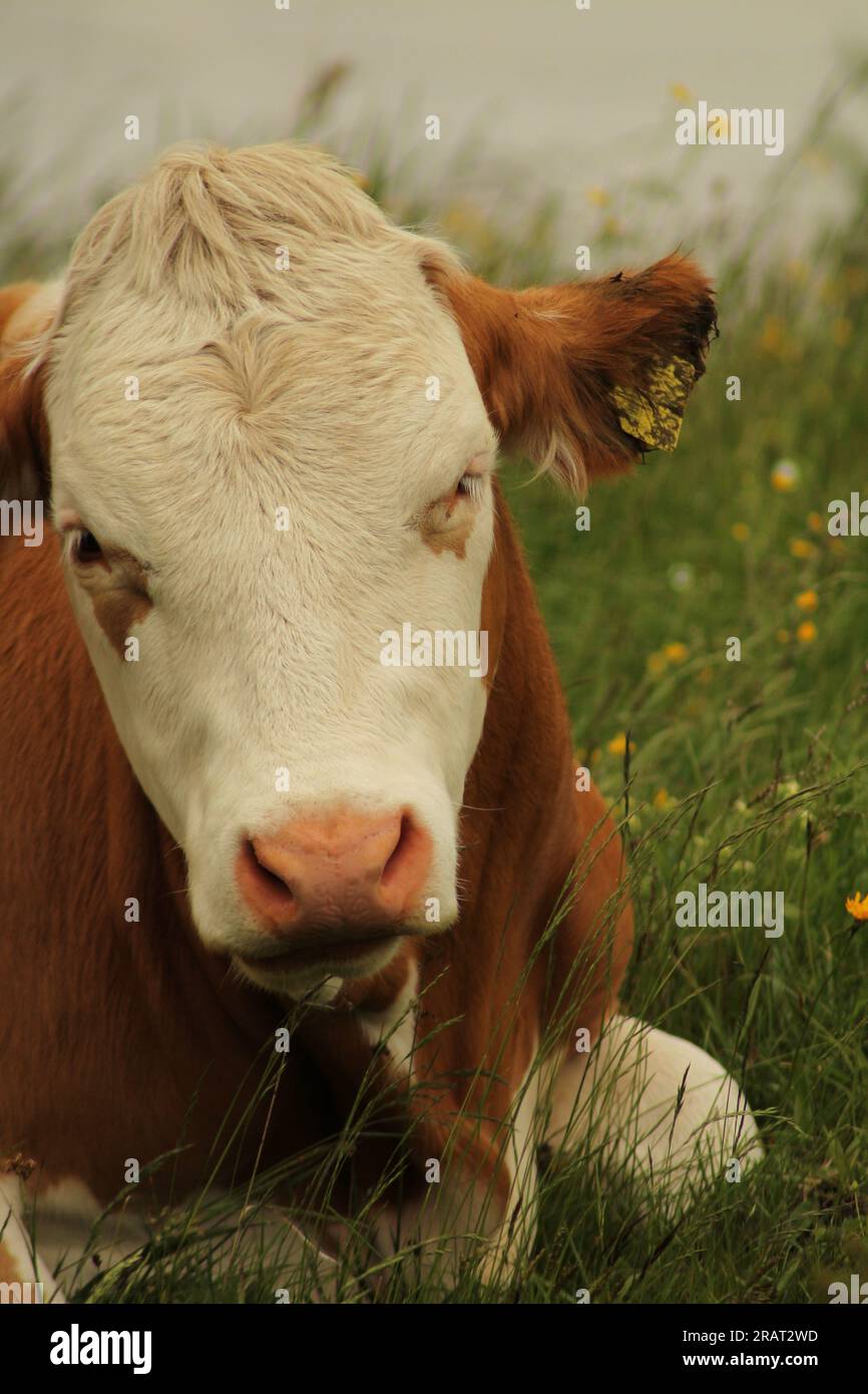 Kuh auf Wiese Stockfoto