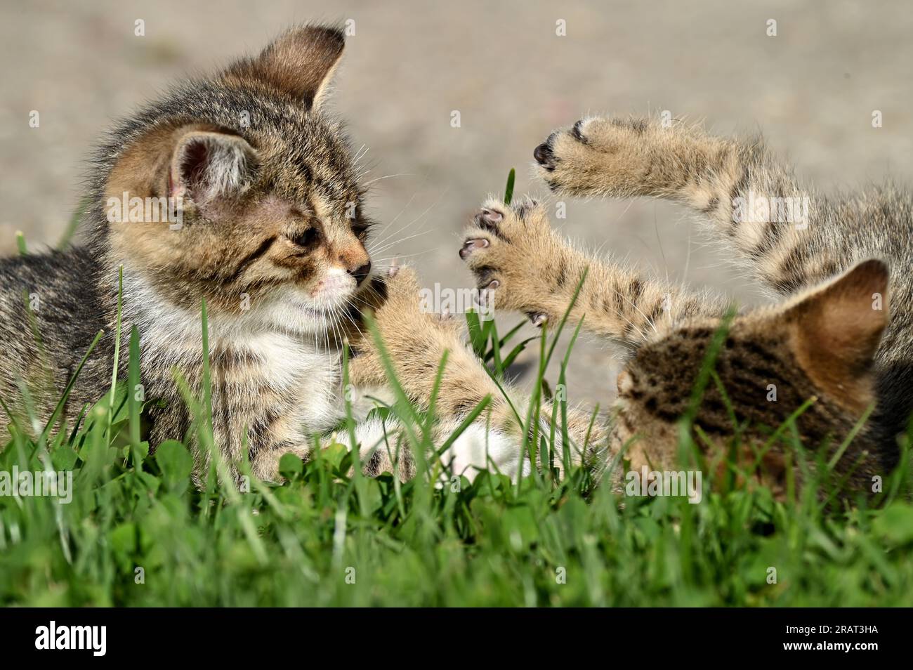 Kätzchen spielen im Garten Stockfoto
