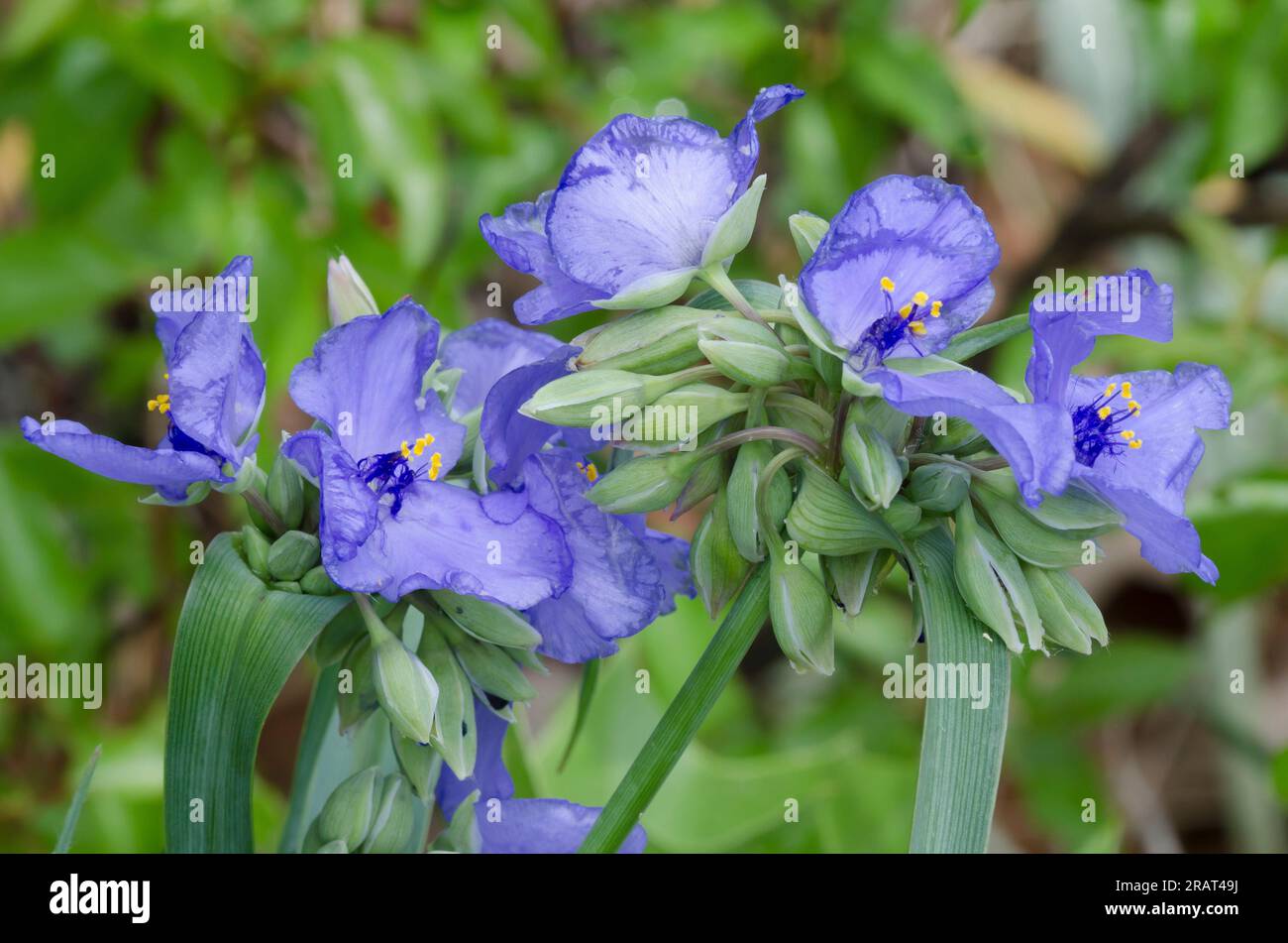 Ohio Spiderwort, Tradescantia ohiensis Stockfoto