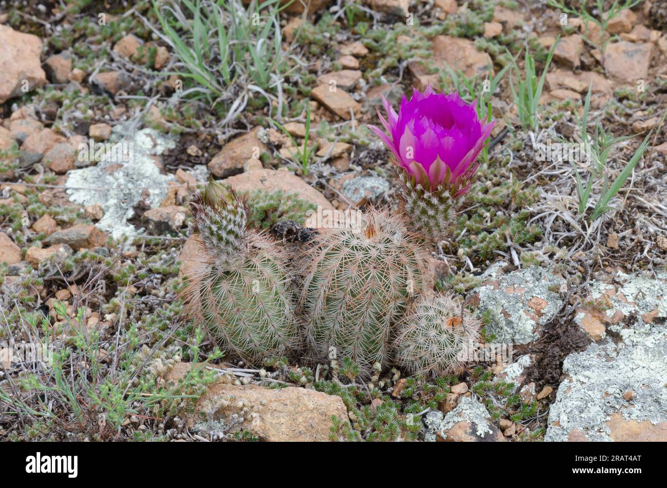 Spitzen-Igel-Kaktus, Echinocereus reichenbachii Stockfotografie - Alamy