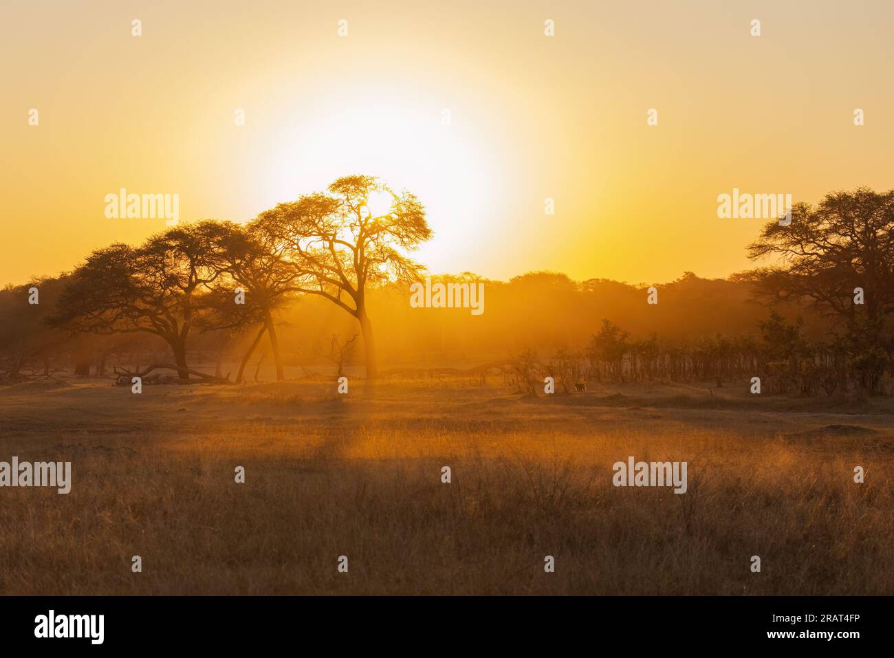 Ein wunderschöner Sonnenuntergang im afrikanischen Baum Stockfoto
