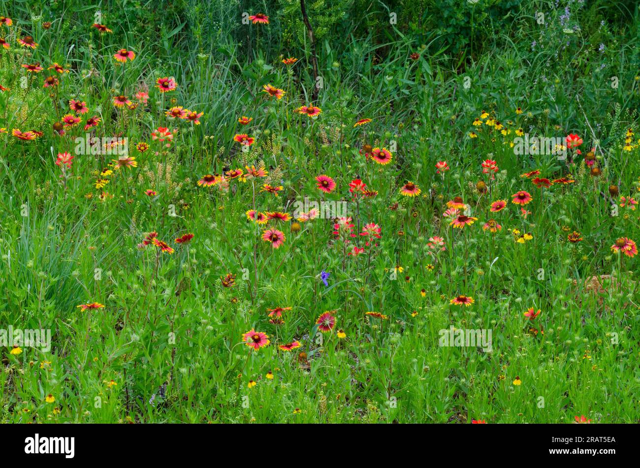 Wildblumen, Braunbitterweed, Helenium amarum var. Badium und indische Decke, Gaillardia pulchella Stockfoto