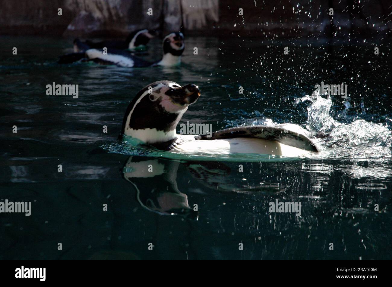 Bild eines Pinguins, der Wassertropfen spritzt, während er im Wasser schwimmt Stockfoto