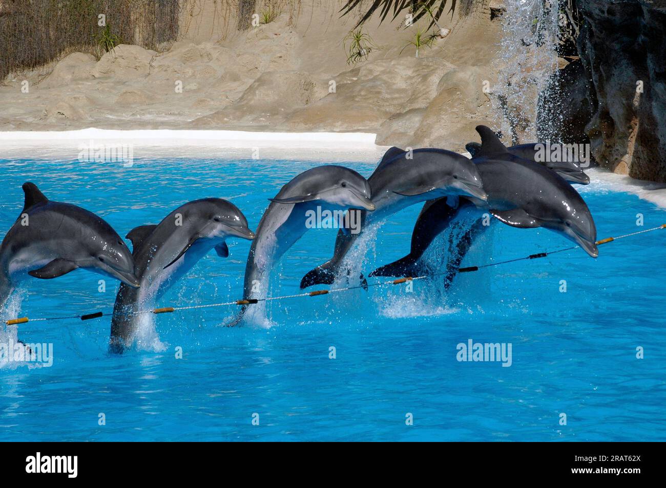 Fünf Delfine springen mit ihren ganzen Körpern aus dem Wasser im Delfinarium-Pool während einer Demonstration der öffentlichen Fähigkeiten. Stockfoto