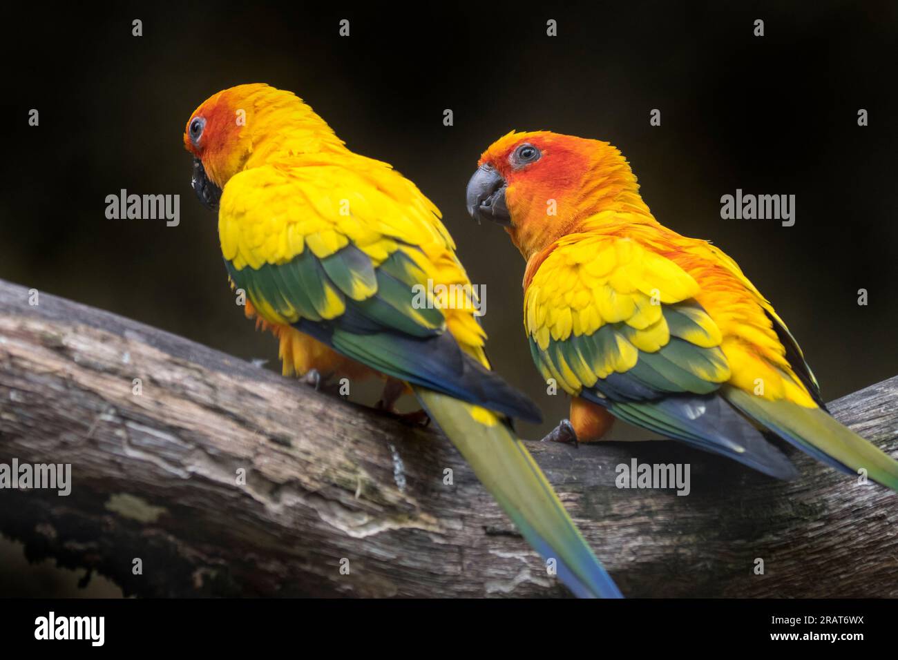 Zwei Sonnensittiche/Sonnensittiche (Aratinga solstitialis) hoch oben in einem Baum, mittelgroß, farbenfroher Papagei, einheimisch im Nordosten Südamerikas Stockfoto