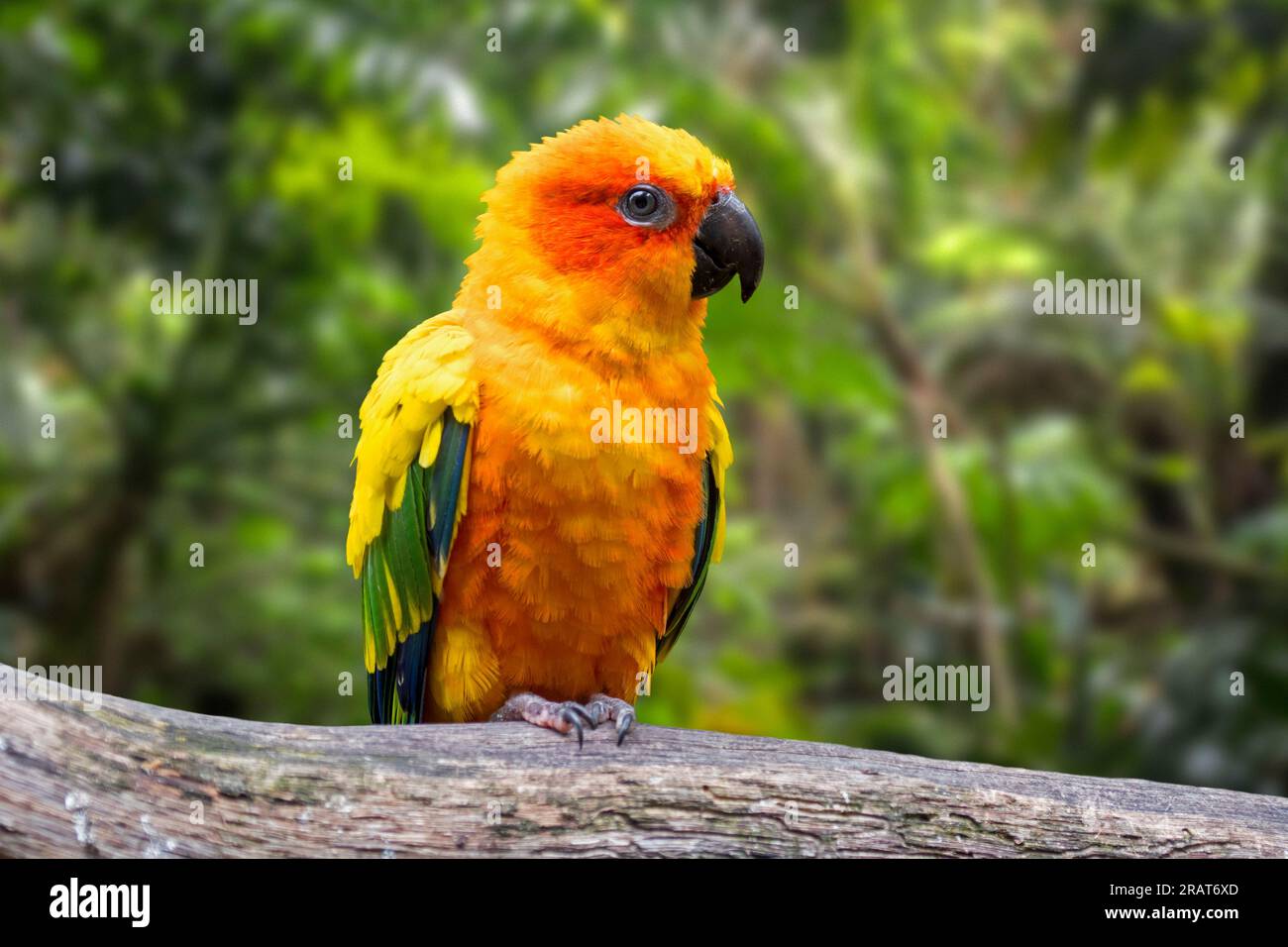 Sonnensittich/Sonnensittich (Aratinga solstitialis) in einem Baum, mittelgroß, farbenfroher Papagei, einheimisch im Nordosten Südamerikas Stockfoto