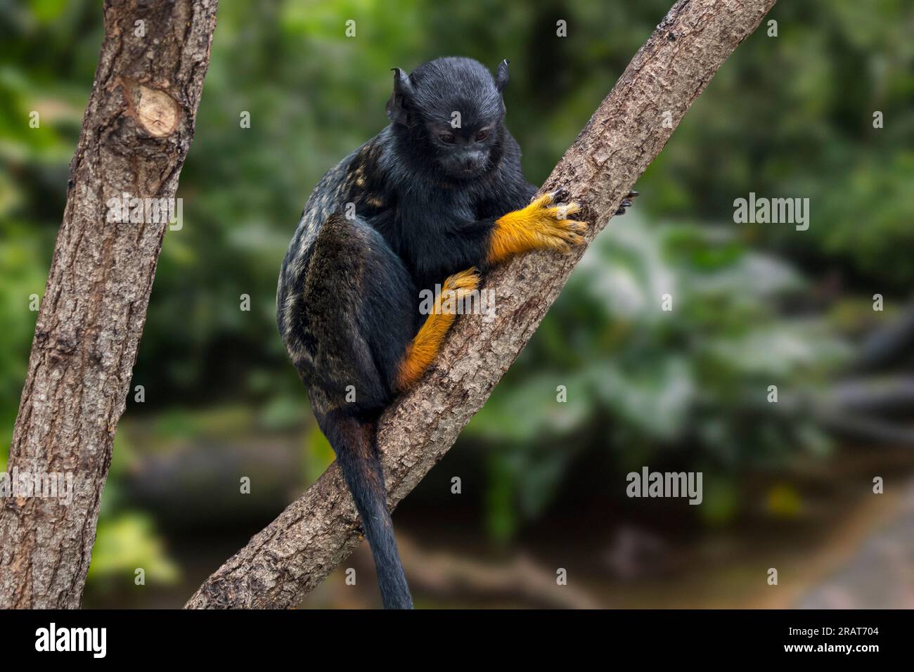 Goldhandtamarin / Rothandtamarin / Midas Tamarin (Saguinus midas), der nordöstlich des Amazonas in Südamerika geborene Neuweltaffe Stockfoto
