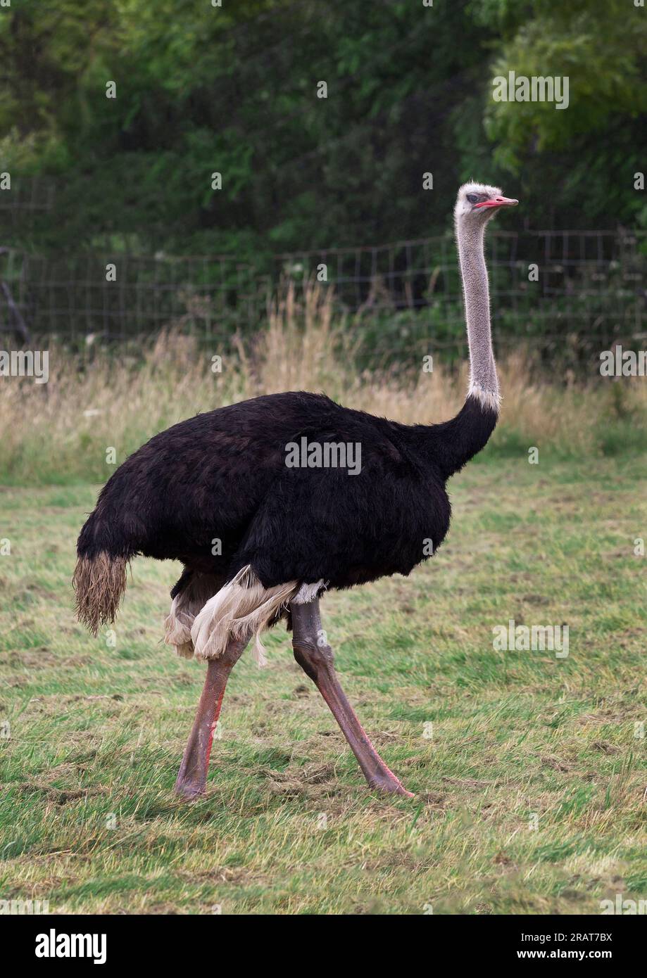 Gewöhnlicher Strauß, Struthio camelus, seitlicher Spaziergang Stockfoto