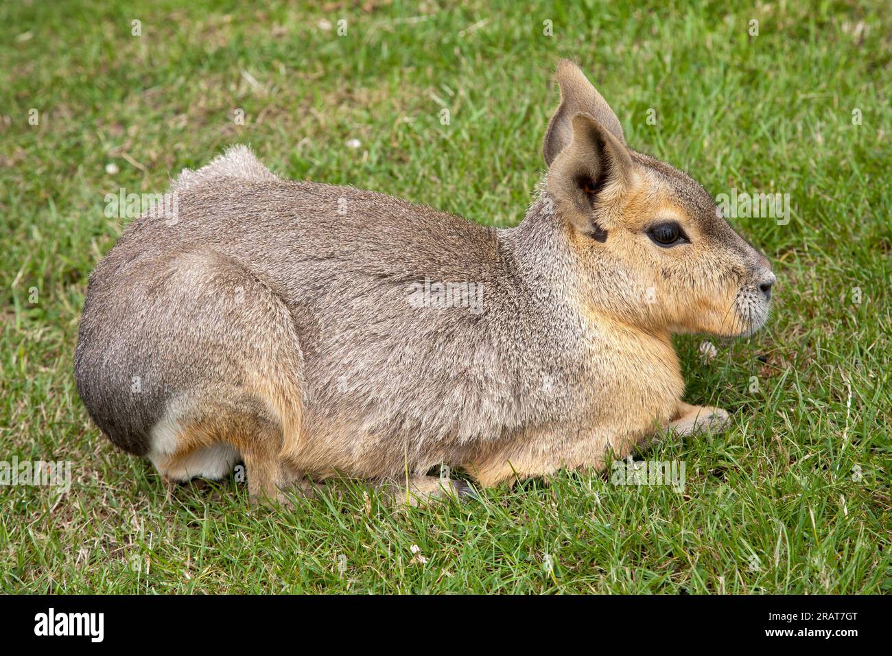 Mara (Dolichotis patagonum) in Ruhe. Patagonische Maras sind langbeinige Nagetiere mit Körpern, die Huftieren ähneln. Stockfoto