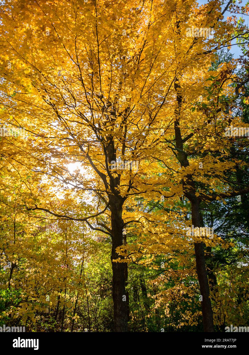 Mutter Natur sorgt für die Farben, und die Sonne geht in Flammen auf Stockfoto