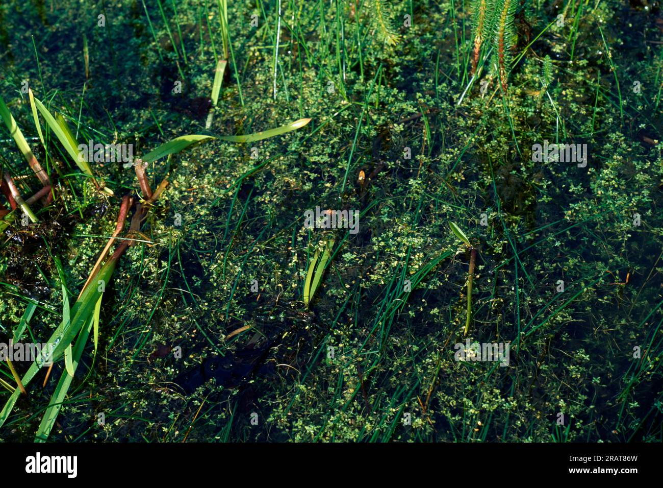 Pond Weed (Entenweed) & Reeds Carshalton Ponds Surrey England Stockfoto