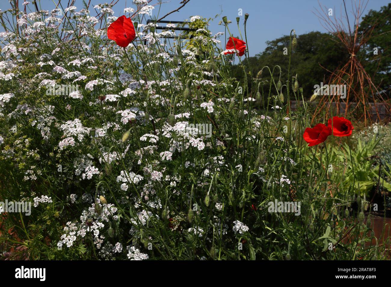 Vouliagmeni Attica Griechenland Chervil und Poppies Stockfoto