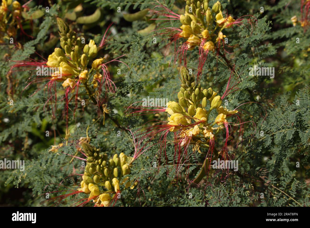 Vouliagmeni Attica Griechenland Gelber Vogel des Paradieses (Caesalpinia Gilliesi) Sträucher mit gelben Blumen und langen roten Stadien Stockfoto