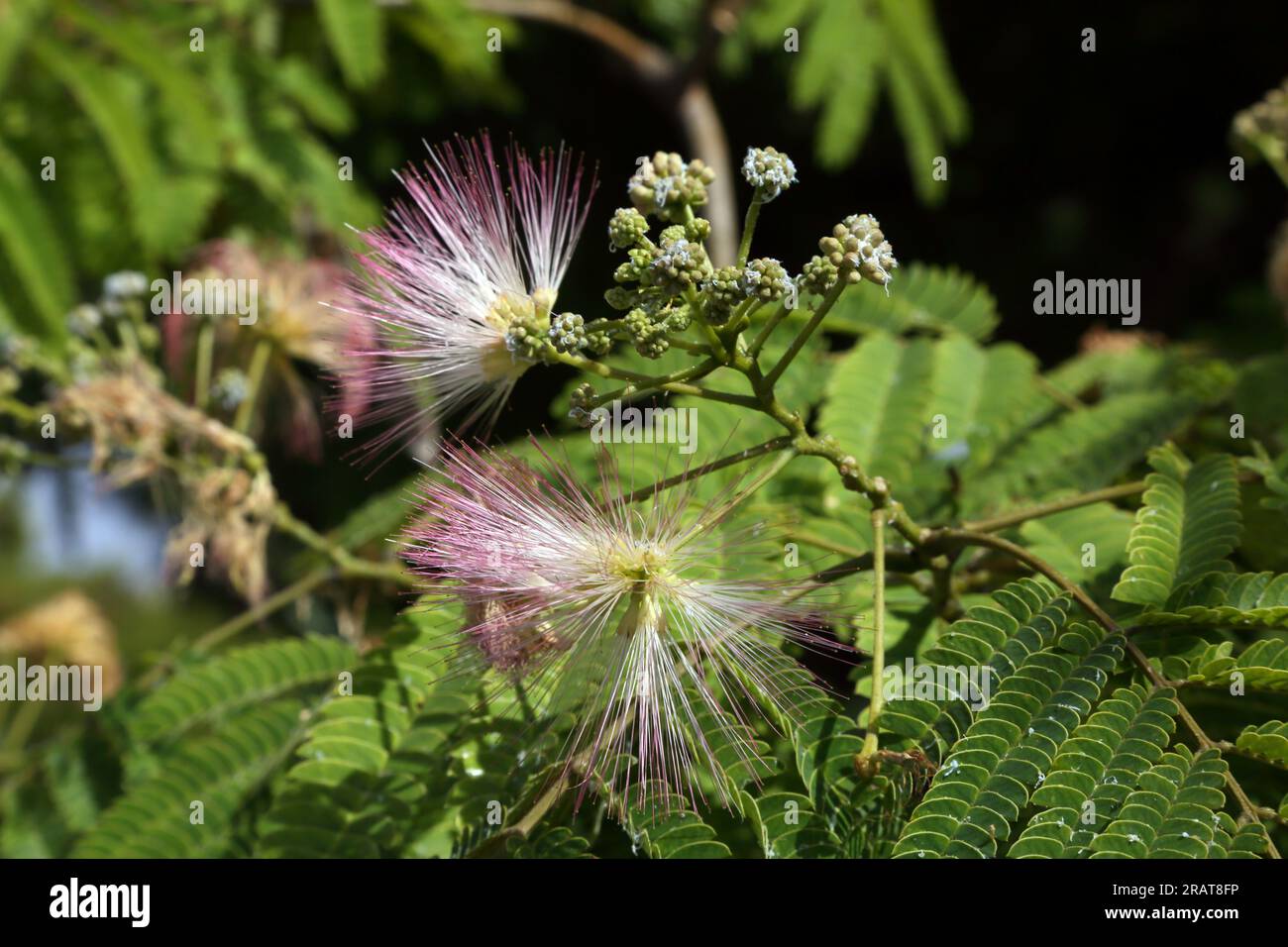 Vouliagmeni Griechenland Attica Pink Powder Puff (Calliandra surinamensis) Stockfoto