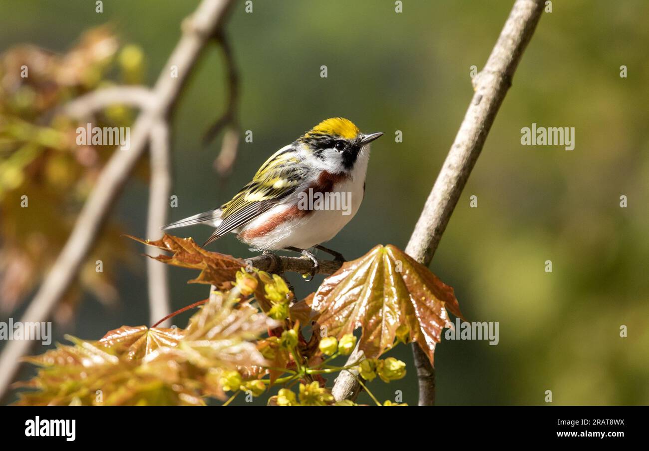 Nahaufnahme von Chestnut-Side Warbler, der während der Frühjahrswanderung auf einem grünen Ast sitzt, Long Point, Ontario, Kanada Stockfoto