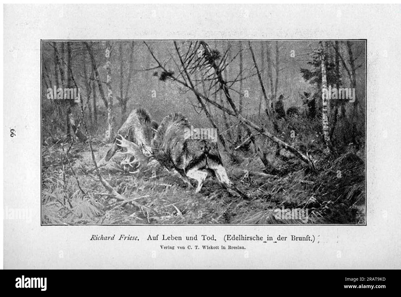 Auf Leben und Tod (Edelhirsche in der Brunft) 1897 von Richard Friese Stockfoto