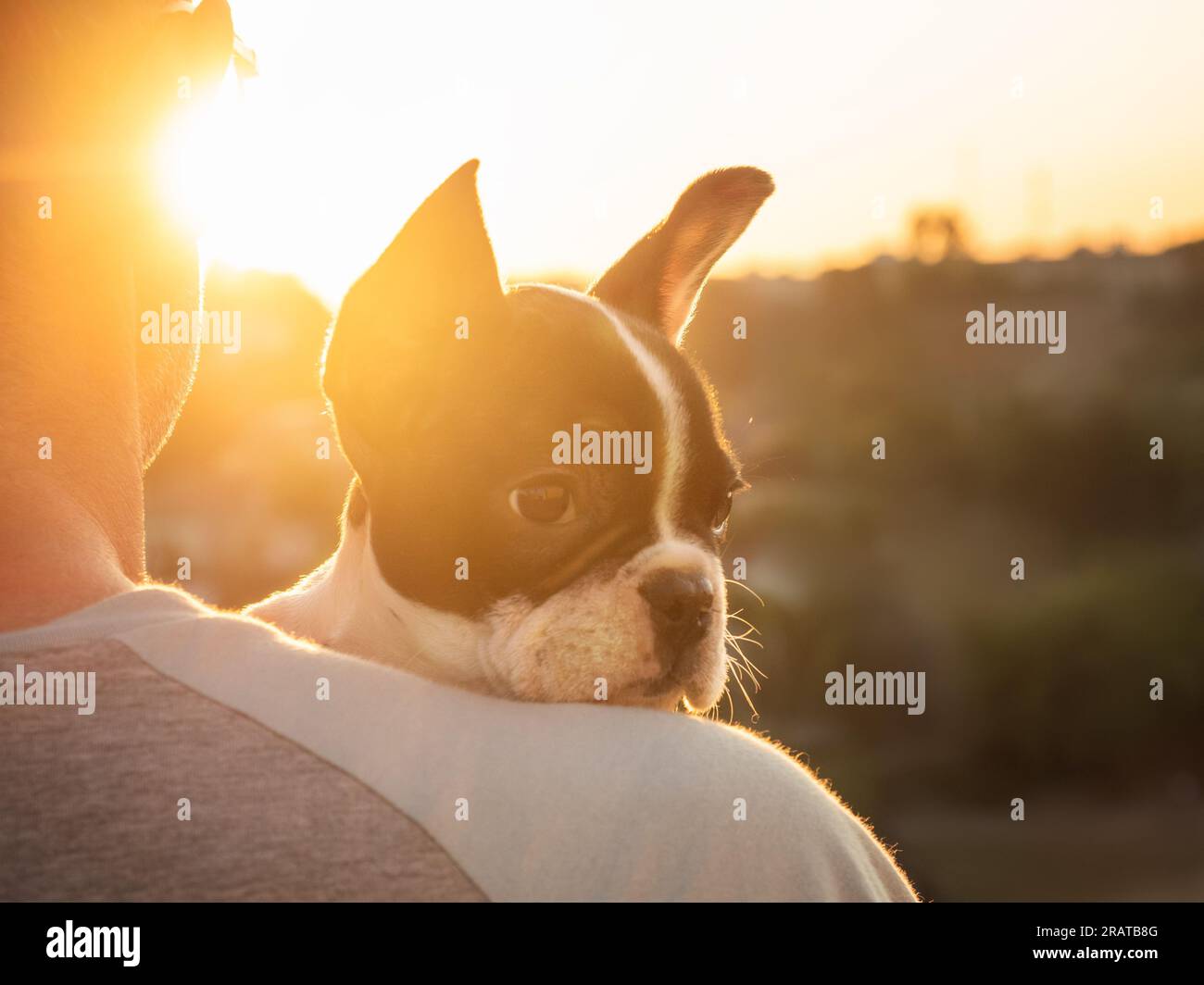 Süßes Hündchen liegt auf der Schulter eines Mannes Stockfoto