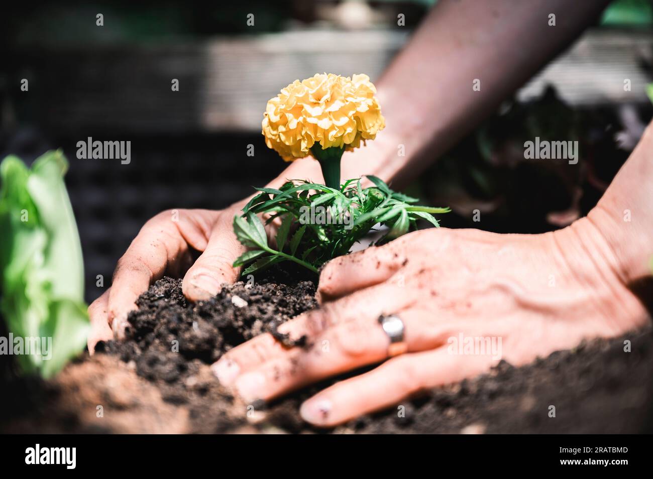 Nahaufnahme von weiblichen Händen, die Gartenarbeit leisten und eine wunderschöne gelbe Blume in fruchtbaren Boden eines Hausgartens Pflanzen. Stockfoto