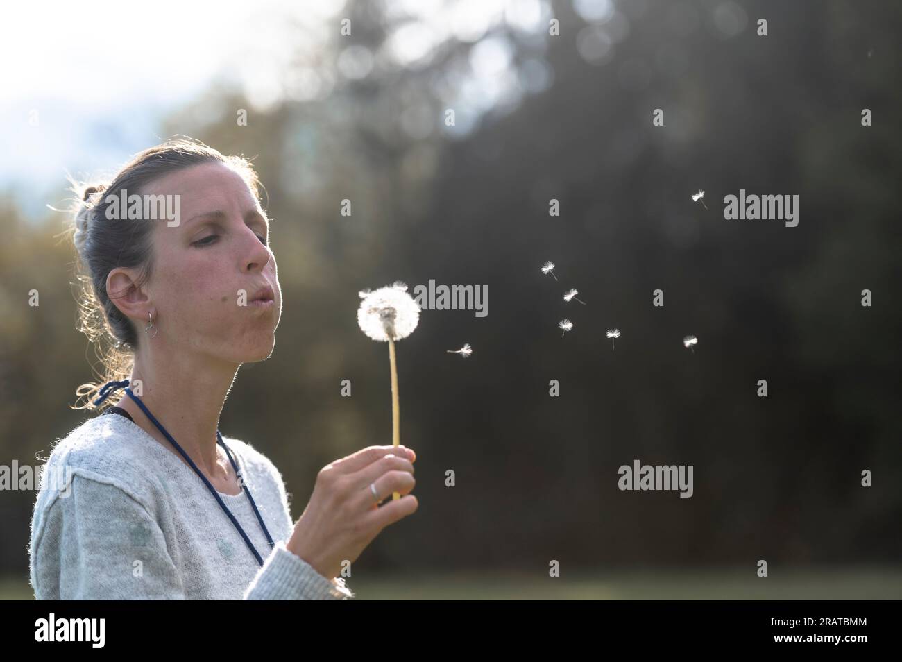 Eine junge Frau bläst eine zarte Löwenzahn-Blumenzwiebel mit Samen aus ihr heraus. Stockfoto