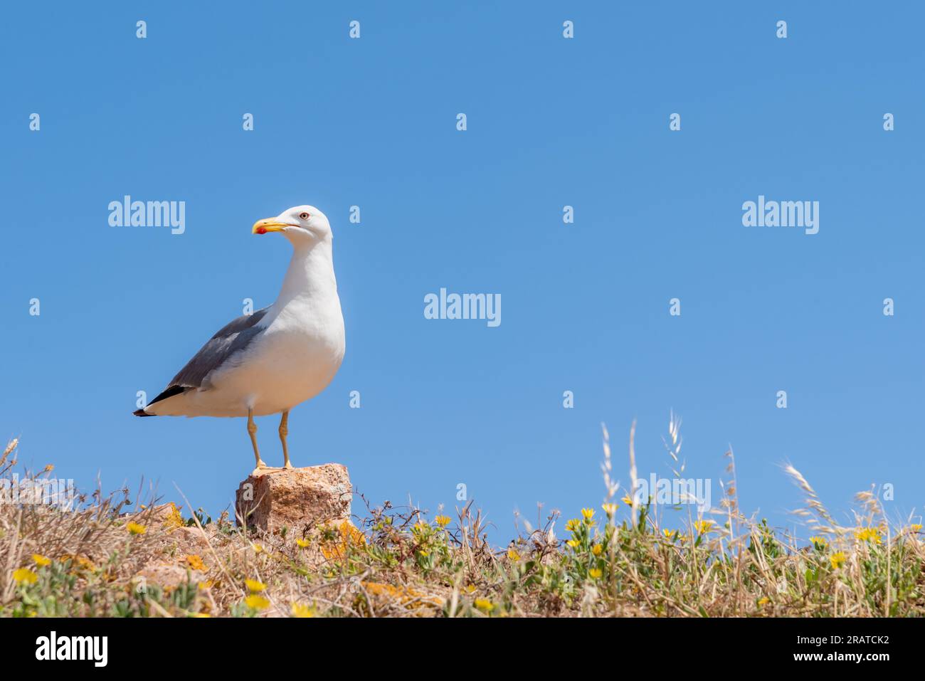 Nahaufnahme einer Möwe auf einem Stein, im Naturschutzgebiet der Berlengas. Stockfoto