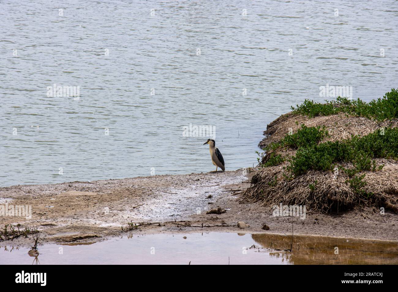 Ave en el charca de Maspalomas, una laguna costera con las dunas al fondo, Gran Canaria, España Stockfoto