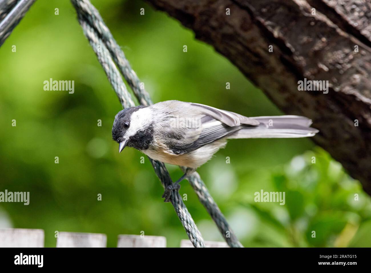 Schwarze Krone auf Holz Stockfoto