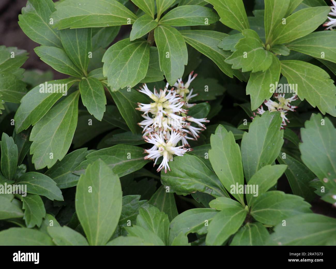 Im Garten wächst wertvoller Bodenbedeckungszwerg Halbstrauß Pachysandra terminalis Stockfoto
