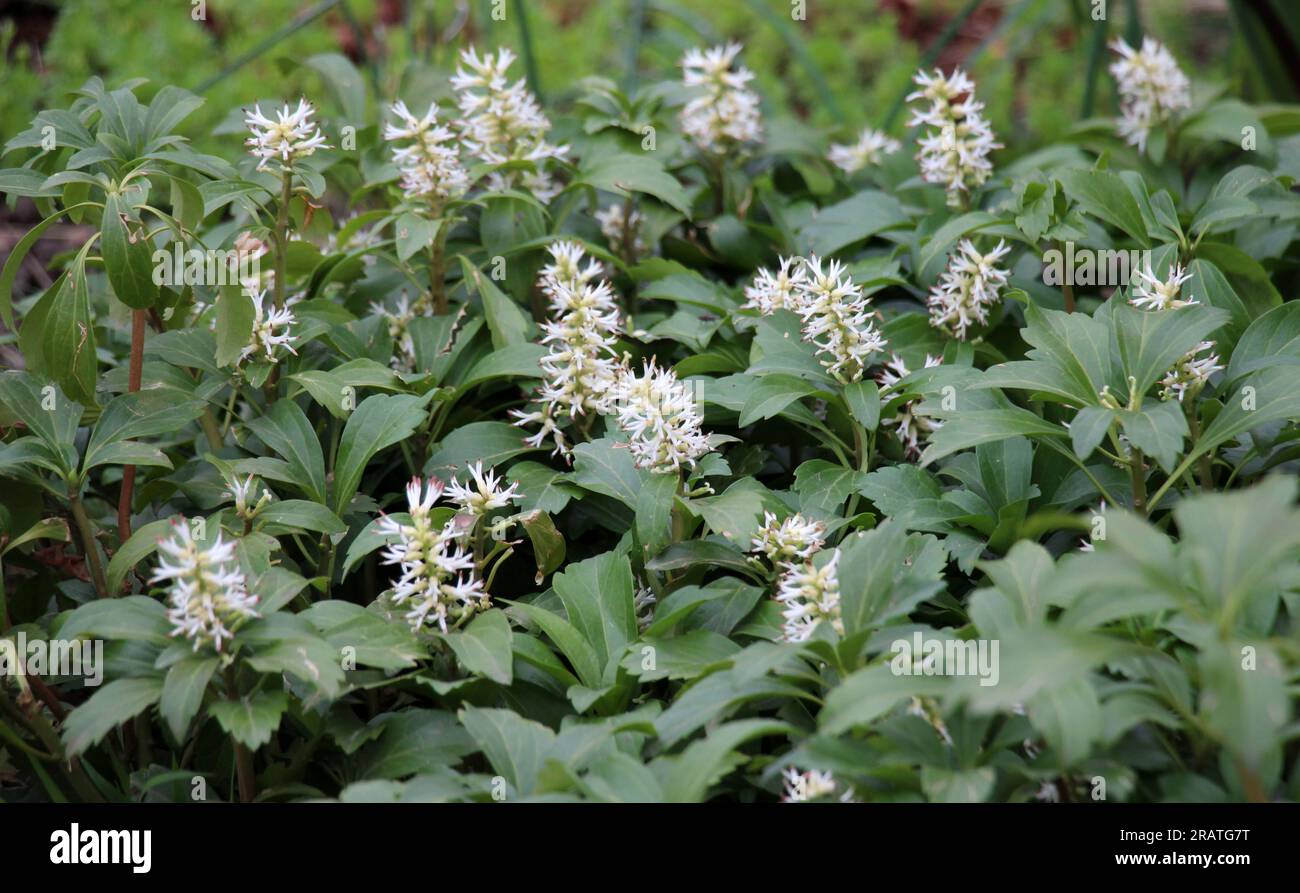 Im Garten wächst wertvoller Bodenbedeckungszwerg Halbstrauß Pachysandra terminalis Stockfoto