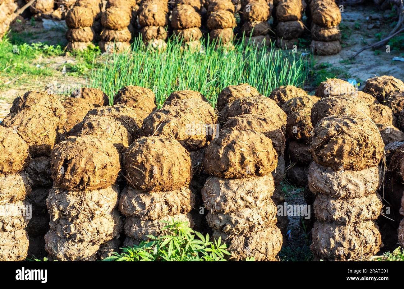 Kuhmist Kuchen zum Kochen von Brennstoff in der Landschaft des Punjab Stockfoto
