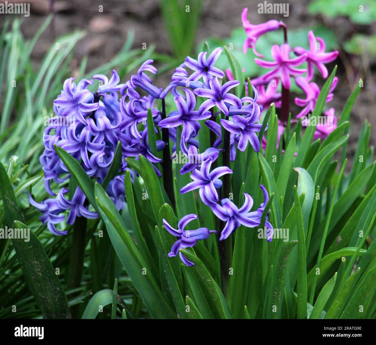 Hyazinthen blühen im Frühlingsgarten Stockfoto