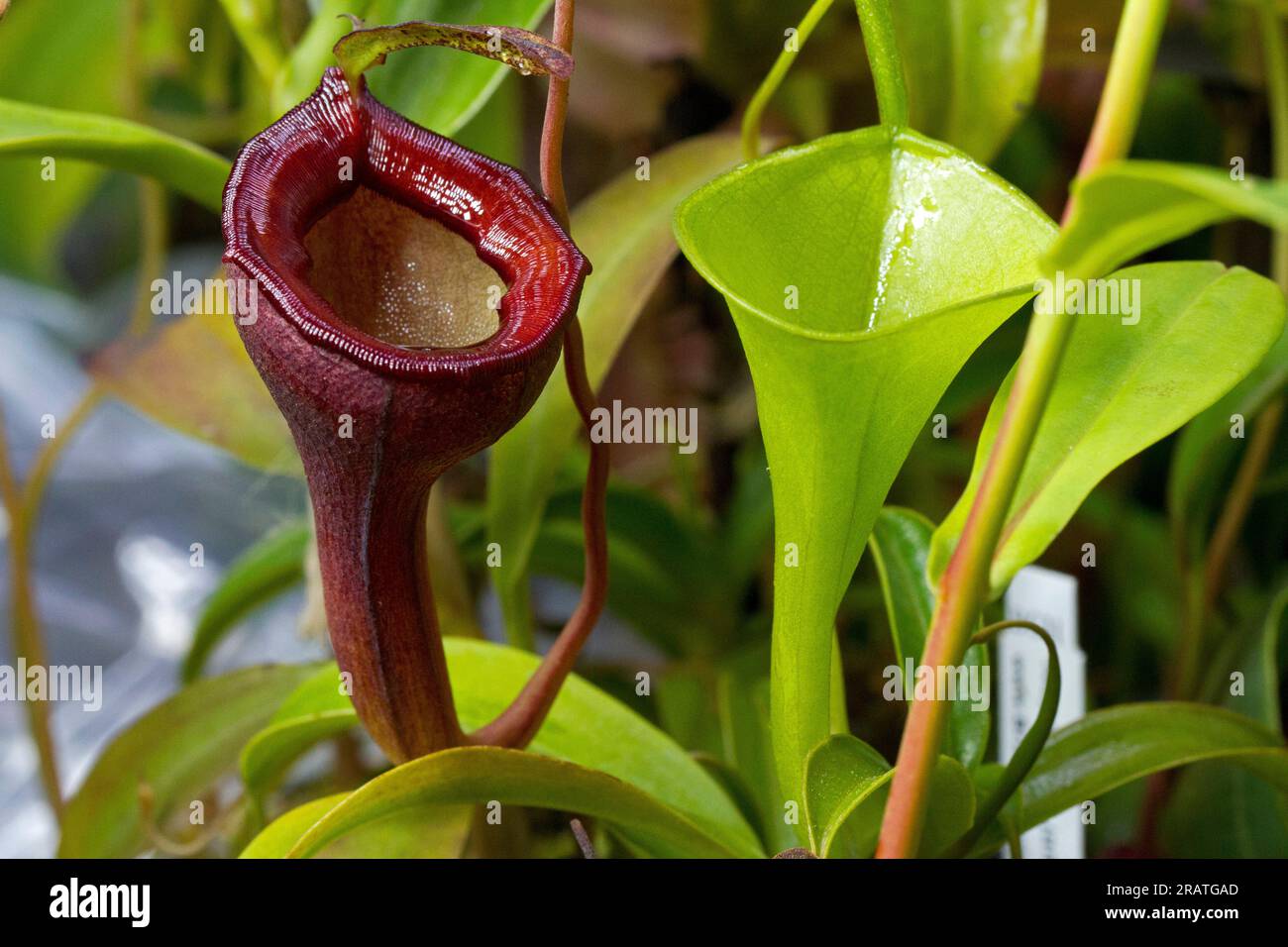 Nepenthes jamban & Nepenthes inermis (tropische Kannenpflanzen) aus nächster Nähe, im Anbau angebaut. Endemisch in Sumatra. Stockfoto