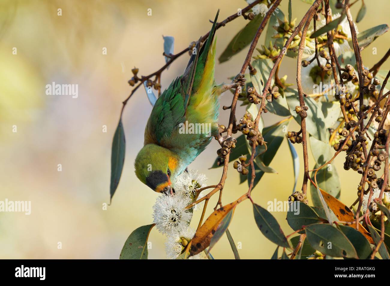 Lorikeet lila – Glossopsitta porphyrocephala auch mit Porphyrenkrone oder Blaukrone oder mit violetter Kappe Lorikeet, Loria, Cowara und violett Stockfoto