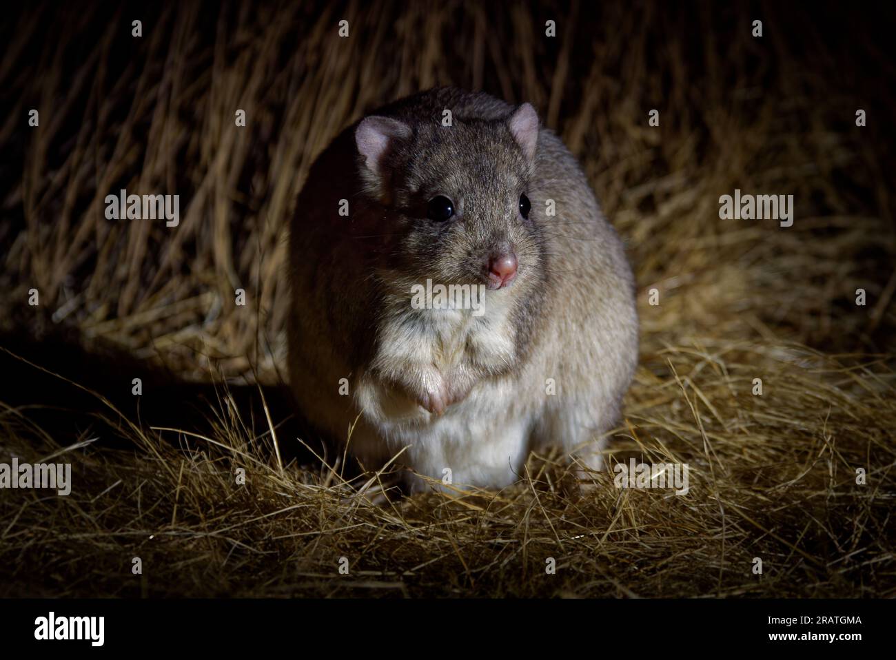 Boodie - Bettongia lesueur auch Burrowing bettong oder Lesueur's Ratte-Känguru, kleines pelziges Säugetier, das in der Nacht in Australien heimisch ist, beschränkt auf A Stockfoto