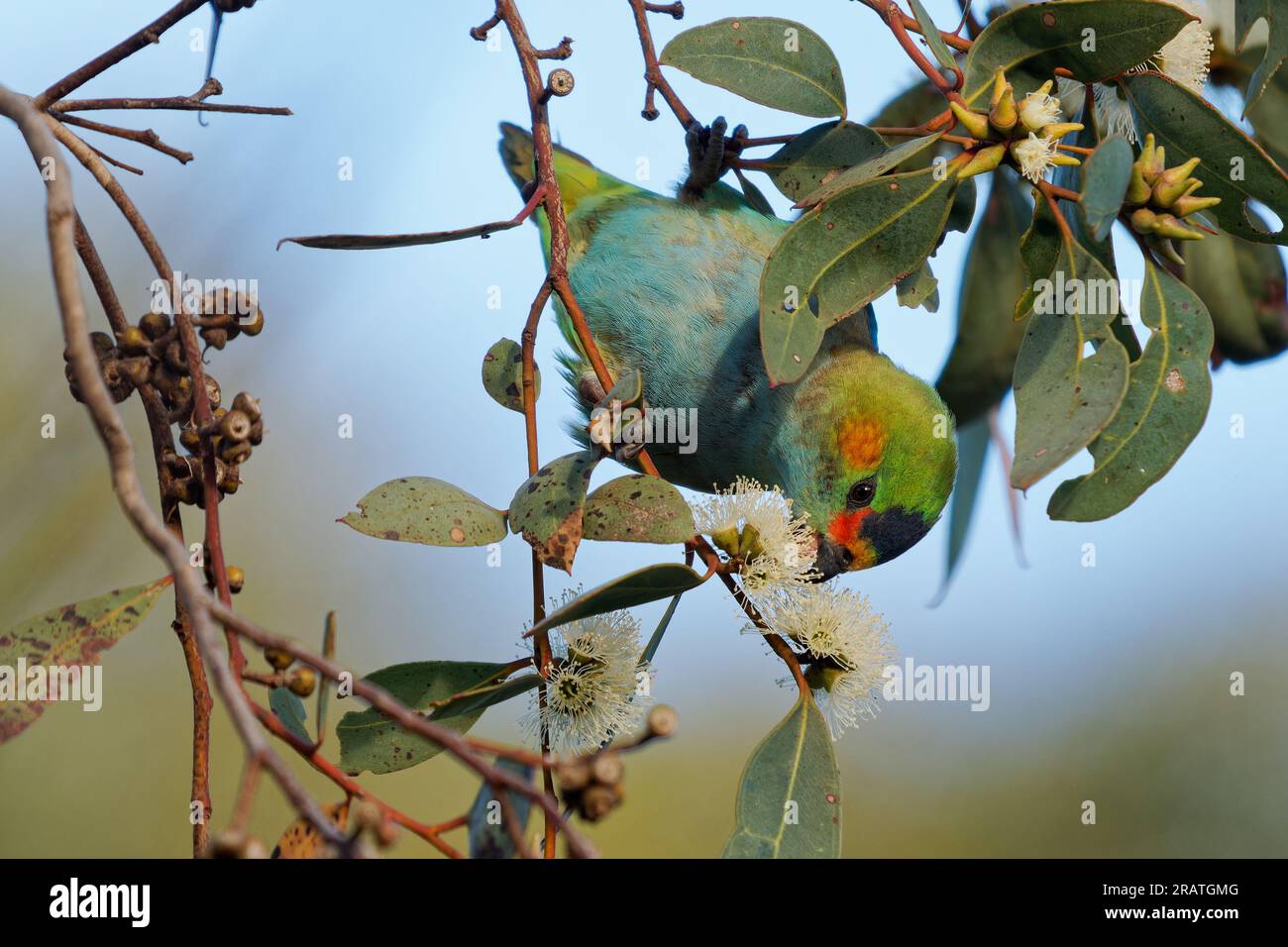 Lorikeet lila – Glossopsitta porphyrocephala auch mit Porphyrenkrone oder Blaukrone oder mit violetter Kappe Lorikeet, Loria, Cowara und violett Stockfoto