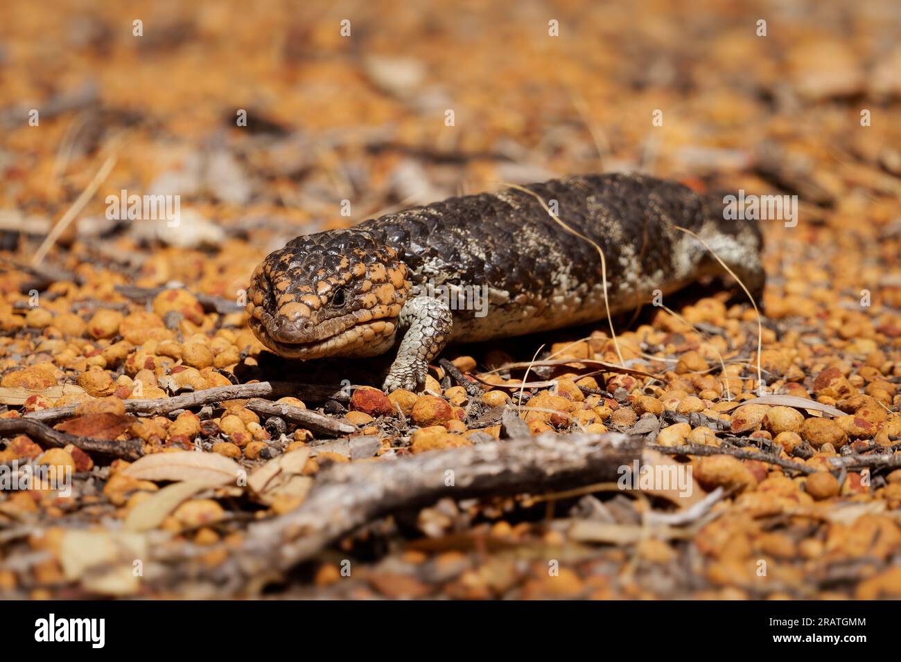 Tiliqua rugosa, auch bekannt als Shingleback Skink oder Bobtail Eidechse oder Sleepy oder Pinecone Eidechse, Kurzschwanzart der Blauzungenskink, endemisch zu A Stockfoto