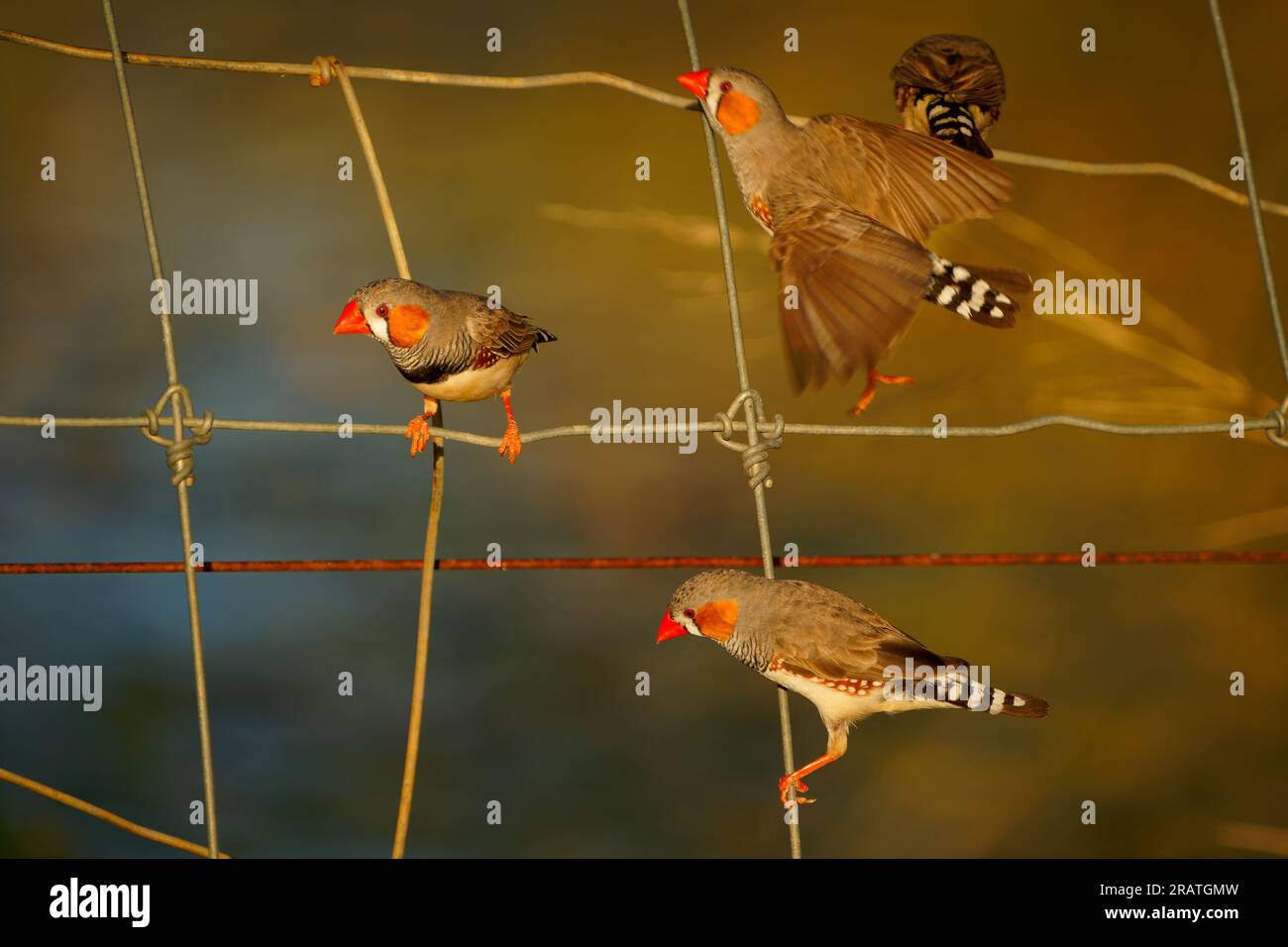 Australischer Zebrafink oder Kastanienhörnchenfink (Taeniopygia guttata castanotis), der häufigste estrildid-Finch aus Zentralaustralien, wurde nach Puerto eingeführt Stockfoto