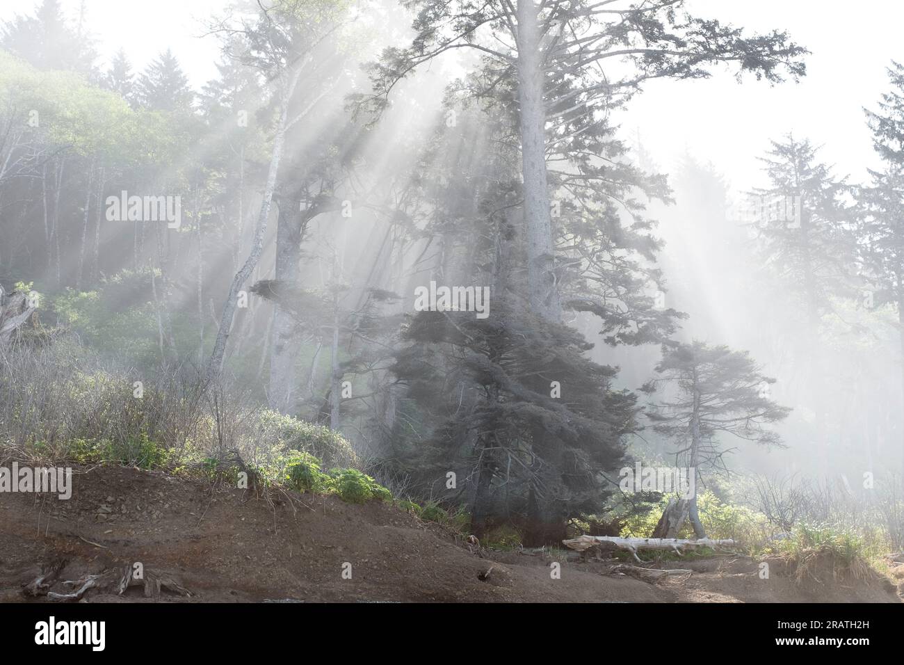 WA24537-00....WASHINGTON - Sonnenlicht, das durch einen Baum in einem Küstenwald im Olympic National Park strömt. Stockfoto