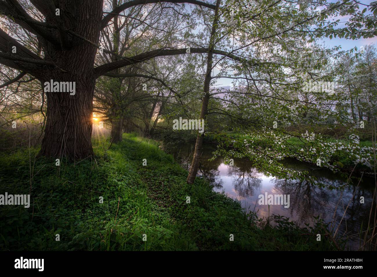 Eichen im Morgengrauen an einem Fluss Stockfoto