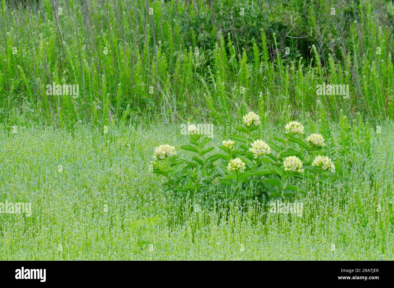 Green Seidenpflanze, Asclepias viridis Stockfoto