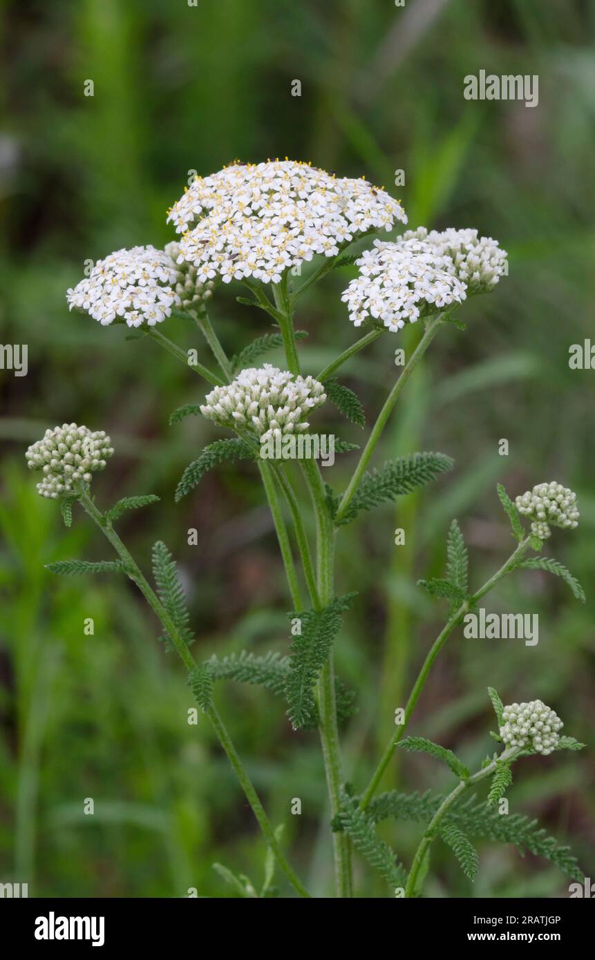 Schafgarbe, Achillea millefolium Stockfoto