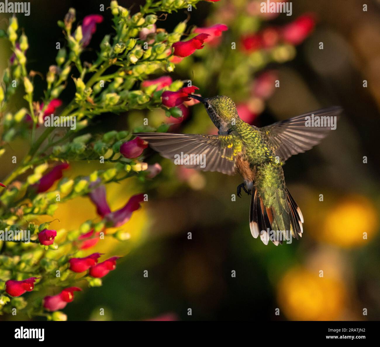 Die Rückseite eines weiblichen Kolibri mit offenen Flügeln und gebranntem Schwanz bestäubt in einer farbenfrohen Gartenumgebung. Stockfoto