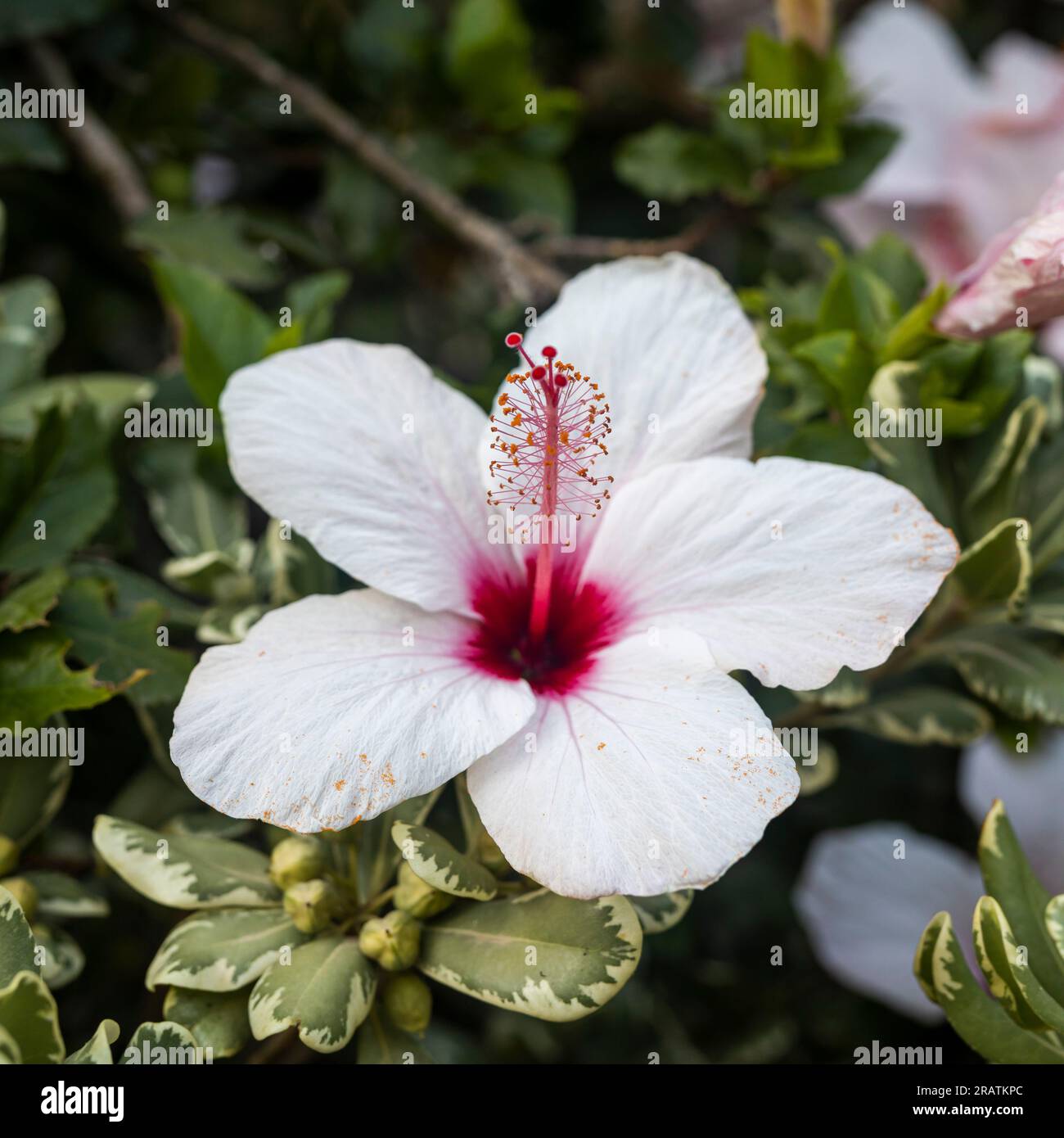 Schuh schwarze Pflanze mit einem natürlichen Hintergrund. Auch Hibiscus rosa Sinensis, chinesischer Hibiskus, Chinarose, Hawaiianischer Hibiskus, Rosenmalbe und Schoeb genannt Stockfoto