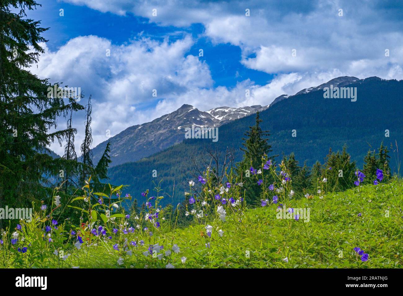 Wohndach mit Harebell-Blumen, Squamish Lil'wat Cultural Centre, Whistler, British Columbia, Kanada Stockfoto