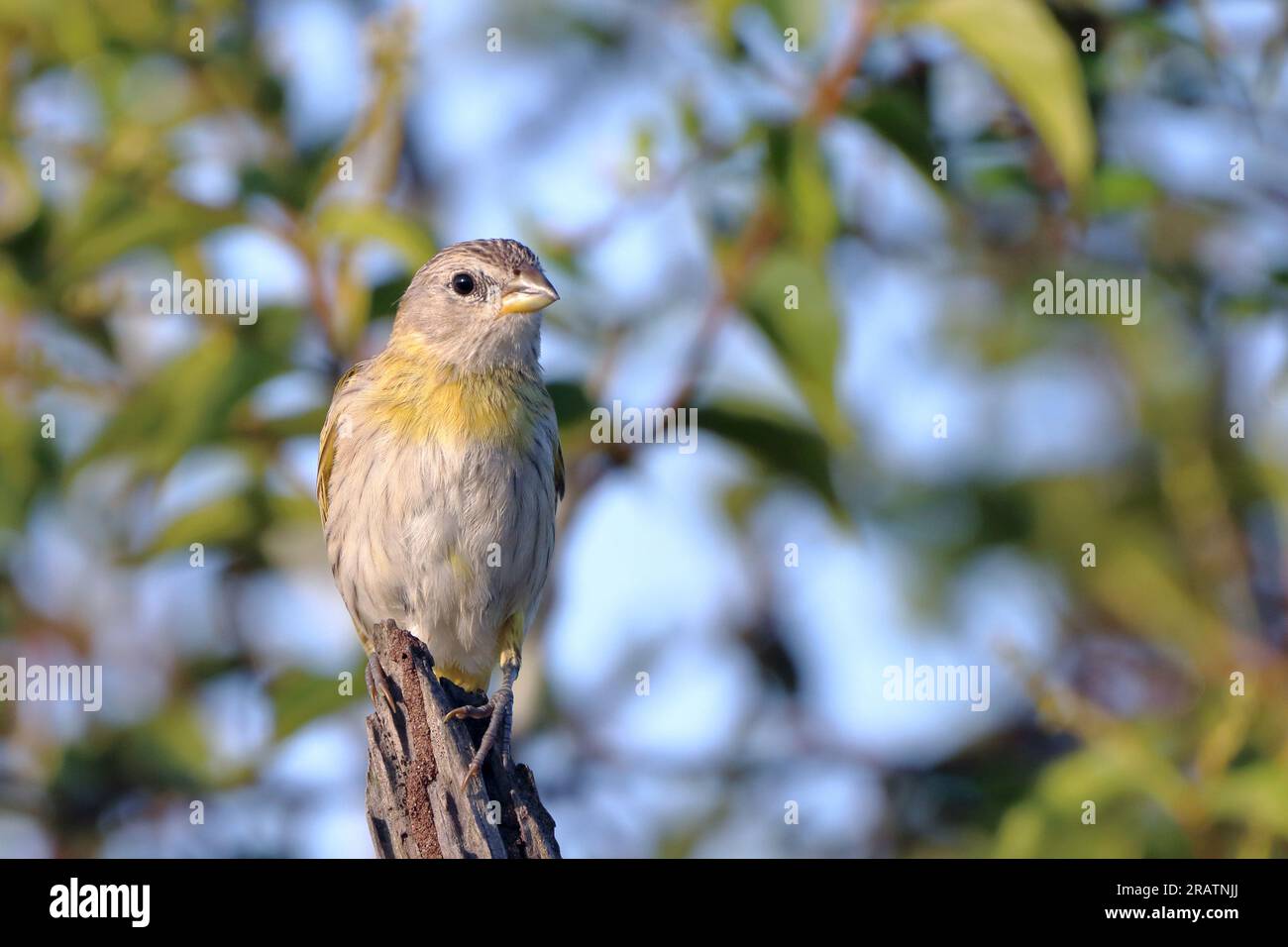 Weiblicher Saffron Finch (Sicalis flaveola) auf einem Holzstamm Stockfoto