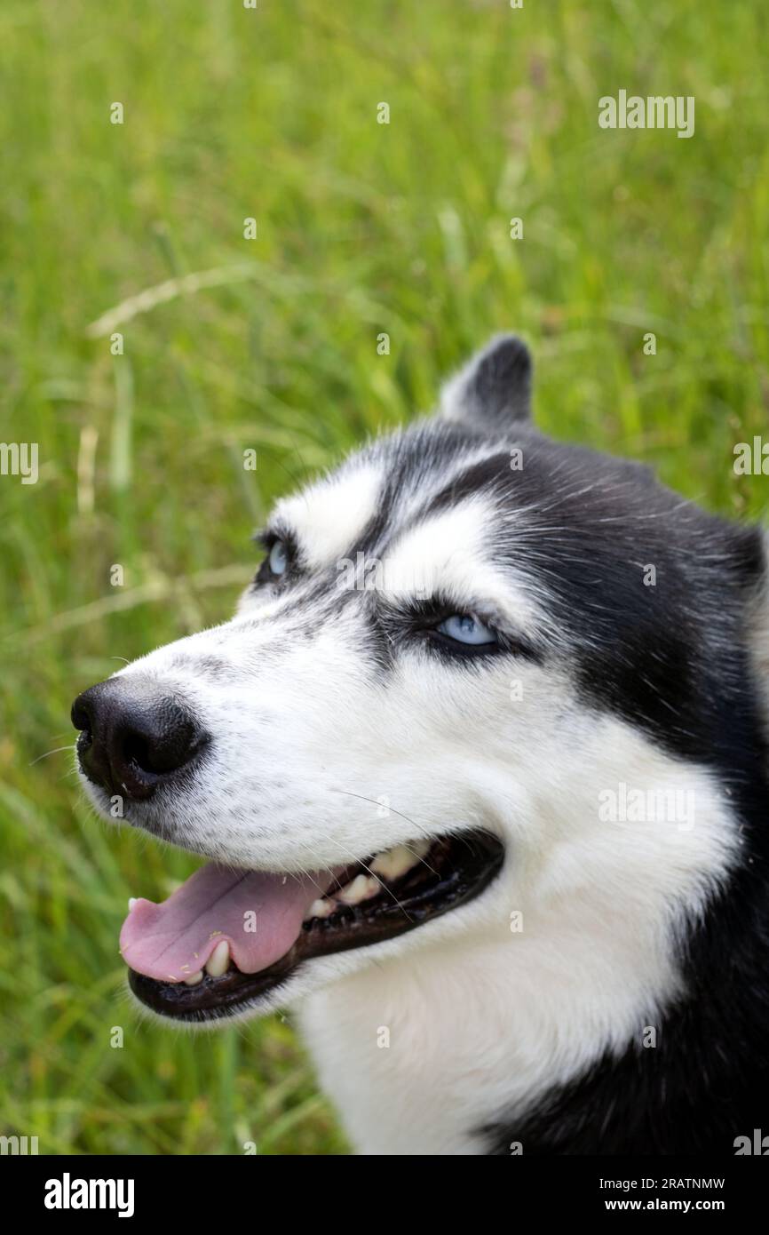 Foto eines großen Hundes mit ausgezogener Zunge Stockfoto