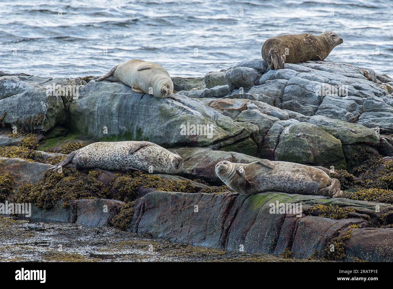 Seehunde auf Felsen, Berneray Harbour, Berneray, Uist, North Uist, Hebriden, Äußere Hebriden, Westliche Inseln, Schottland, Vereinigtes Königreich Stockfoto