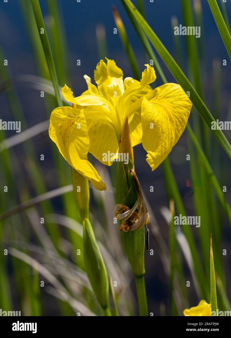 Iris Pseudacorus Gelbe Wasserfahne Stockfoto