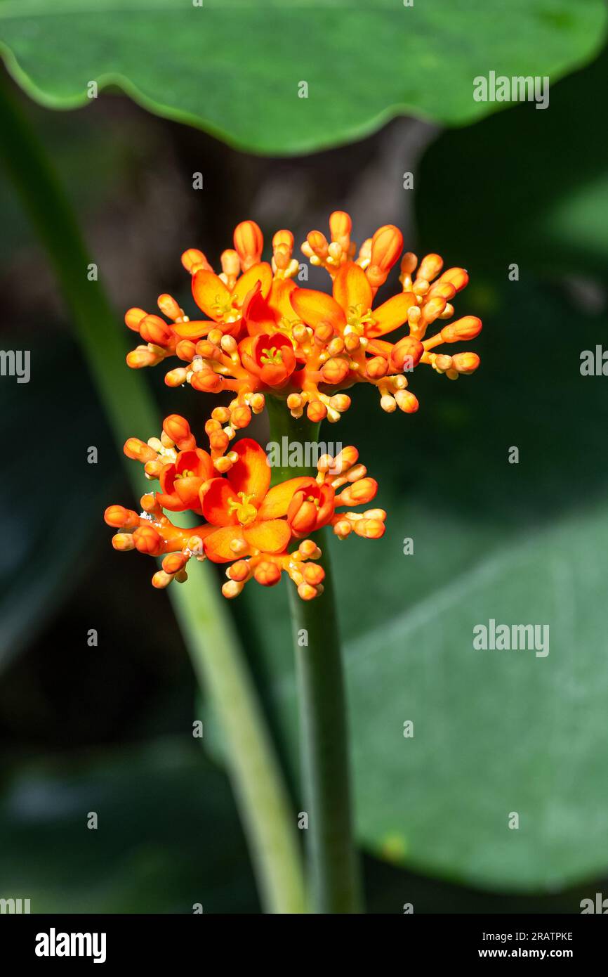 Buddhas Bauch Anlage oder Gicht Anlage (Jatropha podagrica), Euphorbiaceae. Botanischer Garten, KIT, Karlsruhe, Deutschland, Europa. Stockfoto