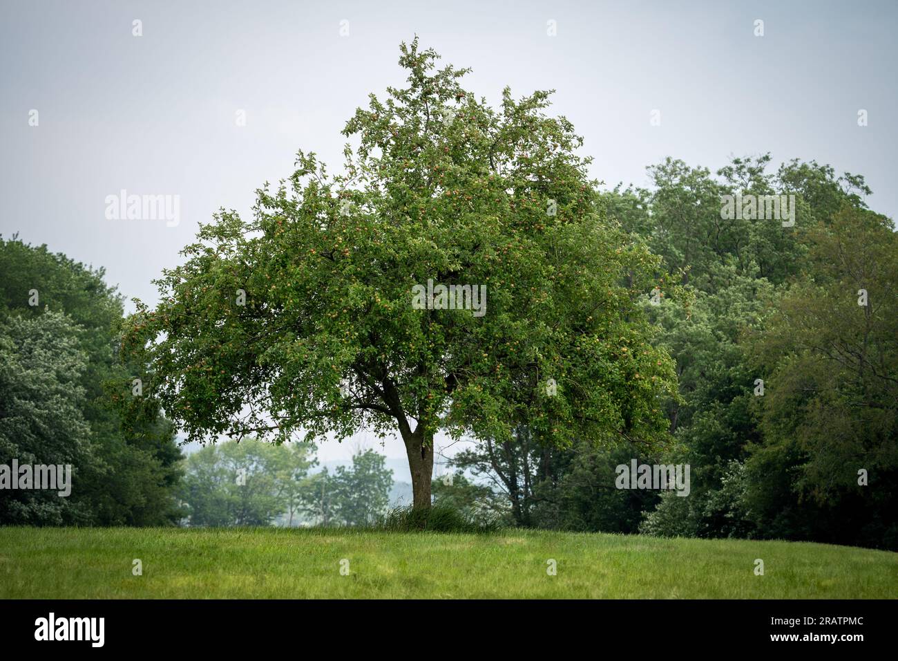 Ein Apfelbaum, der im Sommer mitten auf dem Rasen steht. Stockfoto