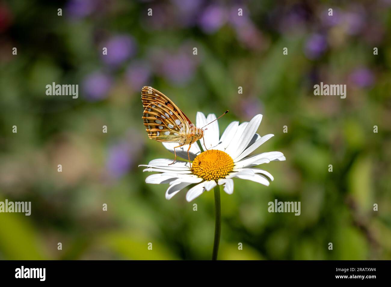 Ein Schmetterling der Hochbraunen Fritillare (Fabriciana adippe) auf einer Gänseblümchen mit einem bunten, verschwommenen Hintergrund. Stockfoto